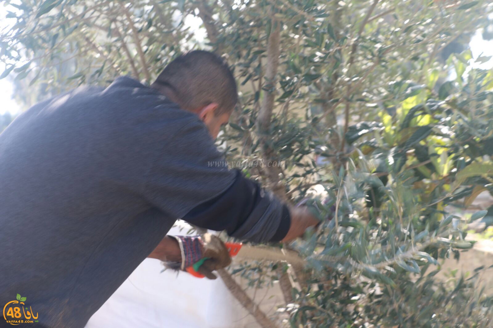 taso 23 tendedf (32).jpg